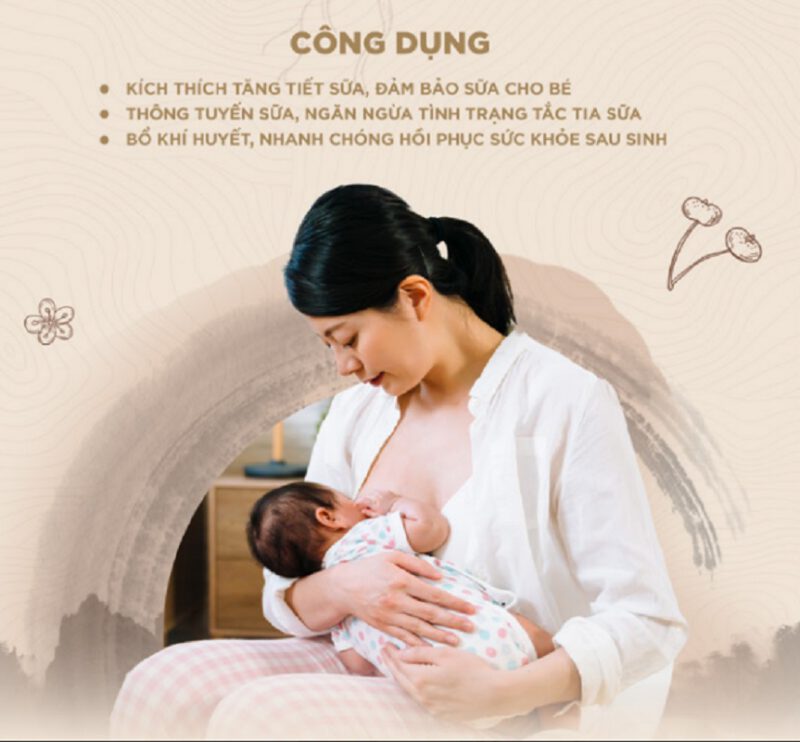 Bài thuốc Thông nhũ đan - Lợi sữa, thông tuyến sữa - Hình ảnh 2